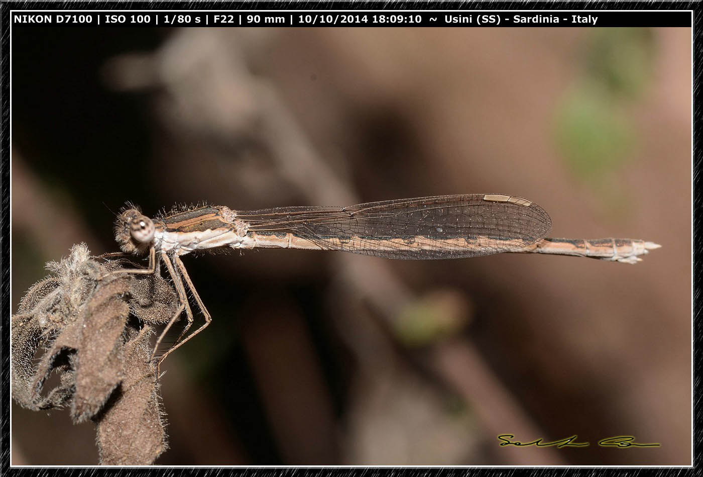 Sympecma fusca ♀